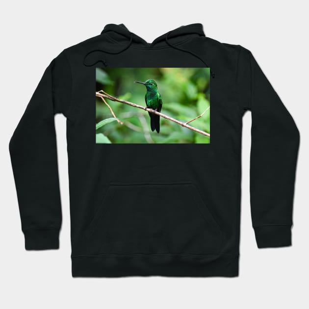 Hummingbird Hoodie by cbernstein